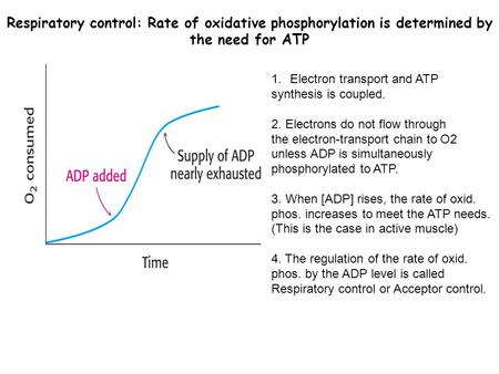 Respiratory control: Rate of oxidative phosphorylation is determined by the need for ATP 1.Electron transport and ATP synthesis is coupled. 2. Electrons.