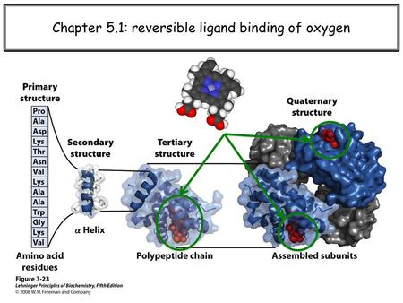 Chapter 5.1: reversible ligand binding of oxygen.