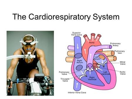 The Cardiorespiratory System. Size of a fist Weighs 