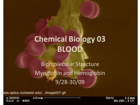 Chemical Biology 03 BLOOD Biomolecular Structure Myoglobin and Hemoglobin 9/28-30/09 www.optics.rochester.edu/.../image007.gif.