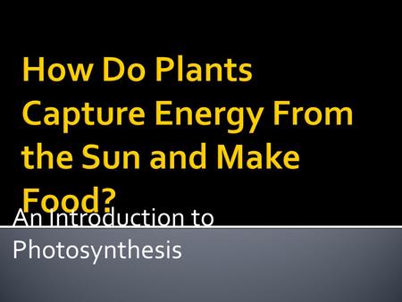 How Do Plants Capture Energy From the Sun and Make Food?