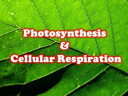Photosynthesis & Cellular Respiration.