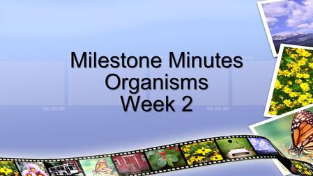 Milestone Minutes Organisms Week 2. Plants obtain energy through the process of photosynthesis  Occurs in the chloroplast, chlorophyll (pigment) traps.