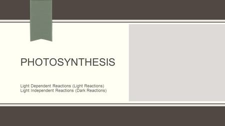 PHOTOSYNTHESIS Light Dependent Reactions (Light Reactions)