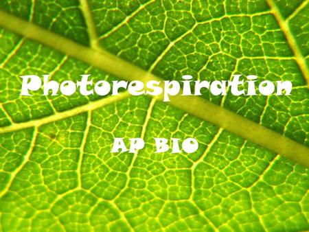 Photorespiration AP BIO. Review Stomates need to be OPEN for gas exchange to occur in the leaf However, open stomates can lead to dehydration due to transpiration.