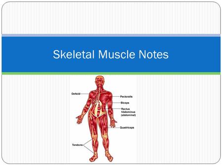 Skeletal Muscle Notes.