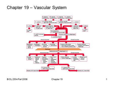 Chapter 19 – Vascular System