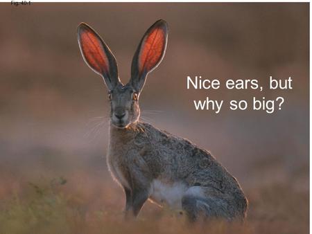 Fig. 40-1 Nice ears, but why so big?. Overview: Diverse Forms, Common Challenges Anatomy is the study of the biological form of an organism Physiology.