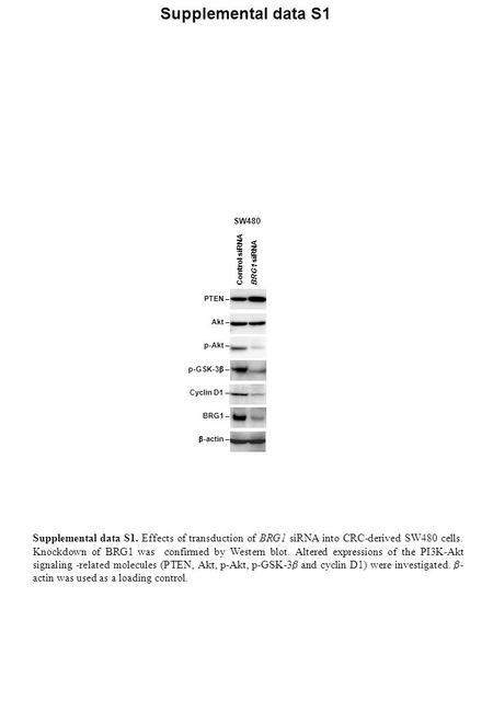 Control siRNA BRG1 siRNA PTEN – Akt – p-Akt – p-GSK-3  – Cyclin D1 – BRG1 –  -actin – SW480 Supplemental data S1 Supplemental data S1. Effects of transduction.