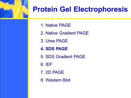 Protein Gel Electrophoresis 1.Native PAGE 2.Native Gradient PAGE 3.Urea PAGE 4.SDS PAGE 5.SDS Gradient PAGE 6.IEF 7.2D PAGE 8.Western Blot.