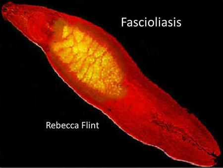 Fascioliasis Rebecca Flint.