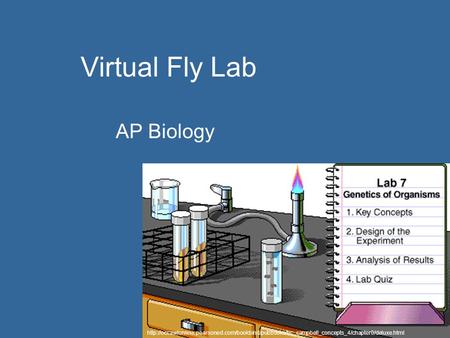 Virtual Fly Lab AP Biology