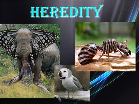 Heredity. Chapter 10 Patterns of Inheritance Observations?
