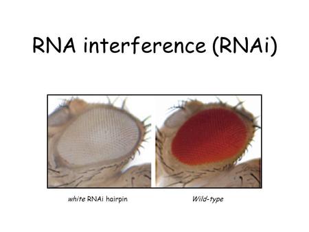 RNA interference (RNAi)