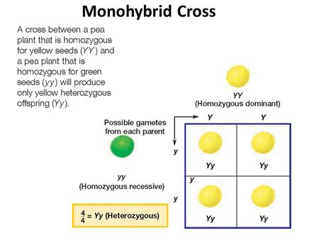 Monohybrid Cross. F1 Cross 2 factor test cross Parents= RRYY x rryy Test for Color & Shape RY ry F1 generation Homozygous dominant Homozygoys recessive.