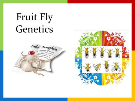 Fruit Fly Genetics.