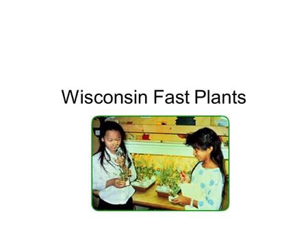 Wisconsin Fast Plants. What are Wisconsin Fast Plants? Type of mustard, radish, cabbage plant especially bred by Paul Williams of the University of Wisconsin.