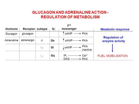 GLUCAGON AND ADRENALINE ACTION - REGULATION OF METABOLISM