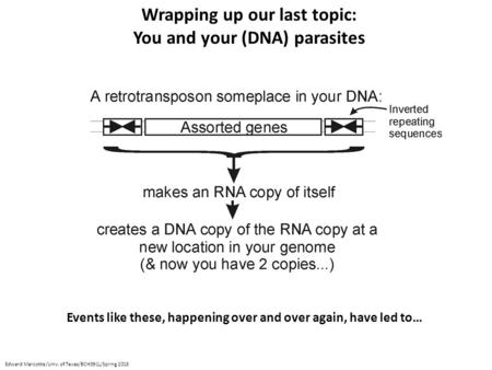 Wrapping up our last topic: You and your (DNA) parasites Events like these, happening over and over again, have led to… Edward Marcotte/Univ. of Texas/BCH391L/Spring.