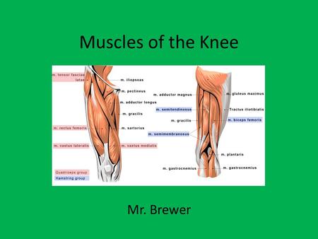 Muscles of the Knee Mr. Brewer.