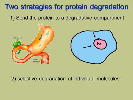 Lys Two strategies for protein degradation 1) Send the protein to a degradative compartment 2) selective degradation of individual molecules.