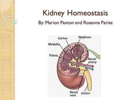 Kidney Homeostasis By: Marion Paxton and Rosanna Parise.