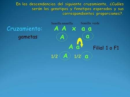 A a A a Cruzamiento: A A x a a Semilla amarilla Semilla verde A 1/2 a gametas Filial 1 o F1.