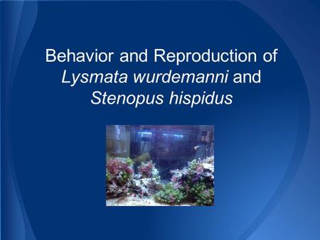 Behavior and Reproduction of Lysmata wurdemanni and Stenopus hispidus.
