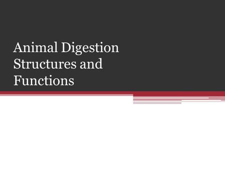 Animal Digestion Structures and Functions