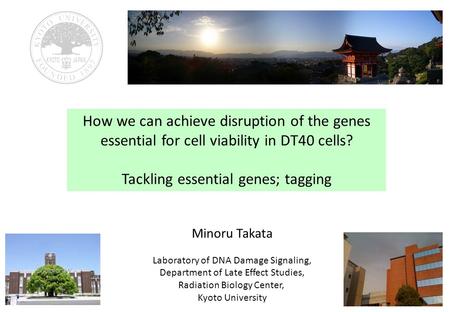 How we can achieve disruption of the genes essential for cell viability in DT40 cells? Tackling essential genes; tagging Minoru Takata Laboratory of DNA.
