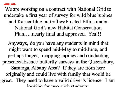 We are working on a contract with National Grid to undertake a first year of survey for wild blue lupines and Karner blue butterflies/Frosted Elfins under.
