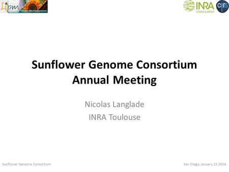 Sunflower Genome Consortium Annual Meeting Nicolas Langlade INRA Toulouse Sunflower Genome Consortium San Diego, January 15 2014.