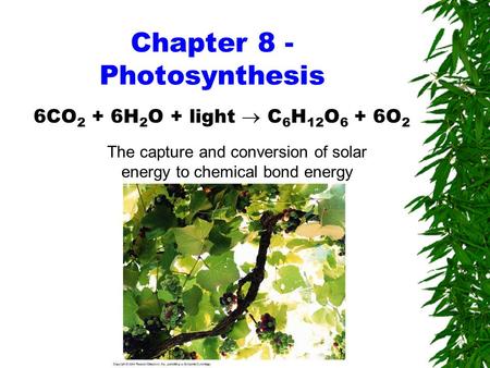Chapter 8 - Photosynthesis 6CO 2 + 6H 2 O + light  C 6 H 12 O 6 + 6O 2 The capture and conversion of solar energy to chemical bond energy.