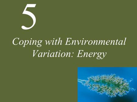 5 Coping with Environmental Variation: Energy. 5 Coping with Environmental Variation: Energy Sources of Energy Autotrophy Photosynthetic Pathways Heterotrophy.