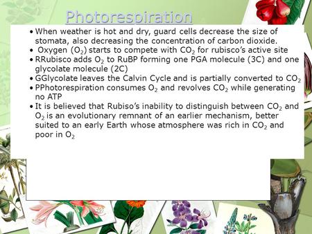 Photorespiration When weather is hot and dry, guard cells decrease the size of stomata, also decreasing the concentration of carbon dioxide. Oxygen (O2)