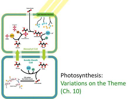 Photosynthesis: Variations on the Theme (Ch. 10)