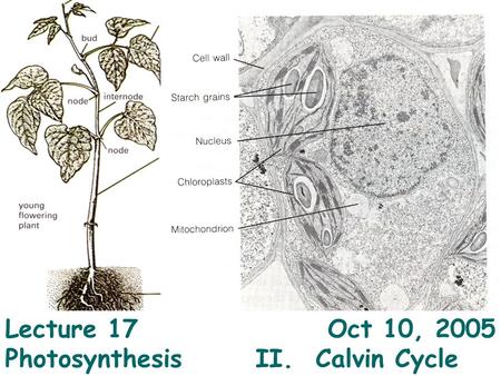 Lecture 17				 Oct 10, 2005 Photosynthesis 	II. Calvin Cycle.