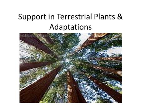 Support in Terrestrial Plants & Adaptations