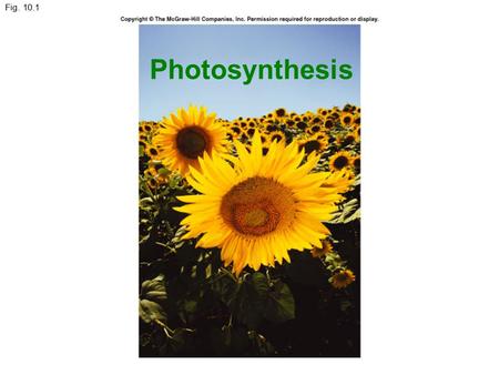 Fig. 10.1 Photosynthesis.