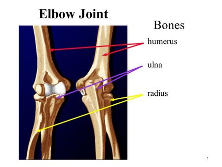 Elbow Joint Bones humerus ulna radius Elbow & Wrist.