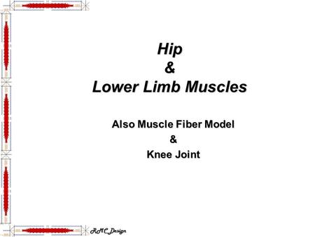 Hip & Lower Limb Muscles