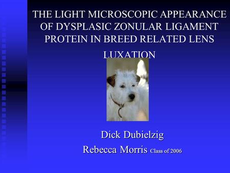 THE LIGHT MICROSCOPIC APPEARANCE OF DYSPLASIC ZONULAR LIGAMENT PROTEIN IN BREED RELATED LENS LUXATION Dick Dubielzig Rebecca Morris Class of 2006.