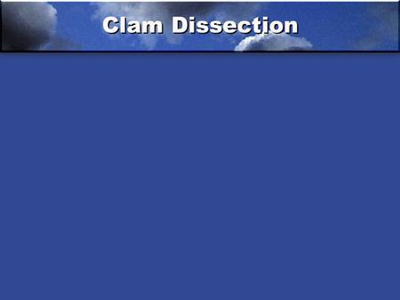 Clam Dissection. Dissection Clam 1.Foot 2.Mantle 3.Umbo of the shell 4.Anterior adductor muscle 5.Omit 6.Esophagus 7.Stomach 8.Digestive gland 9.Intestine.