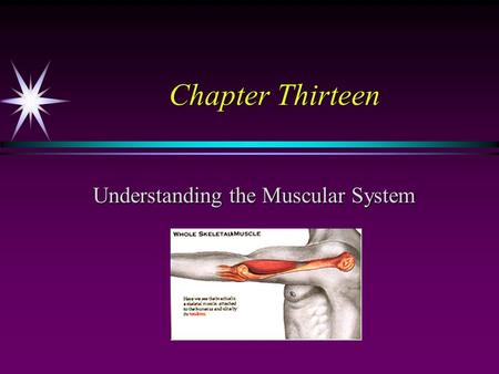 Chapter Thirteen Understanding the Muscular System.