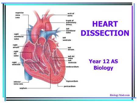 HEART DISSECTION Year 12 AS Biology BiologyMad.com.