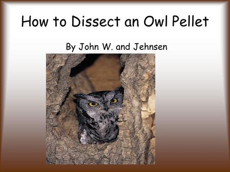 How to Dissect an Owl Pellet By John W. and Jehnsen.