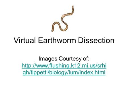 Virtual Earthworm Dissection