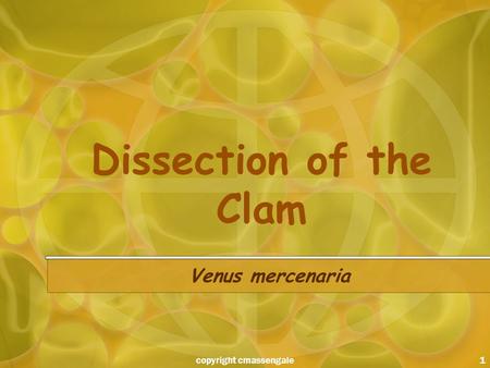 1 Dissection of the Clam Venus mercenaria copyright cmassengale.