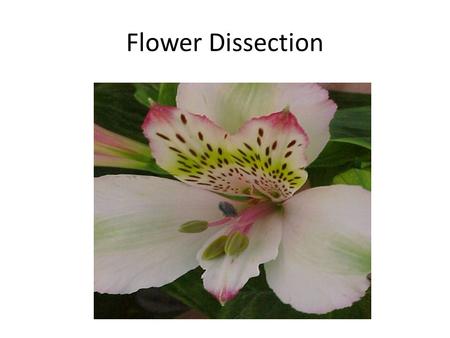 Flower Dissection.