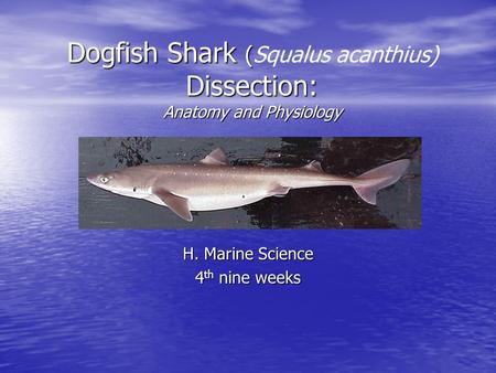 Dogfish Shark (Squalus acanthius) Dissection: Anatomy and Physiology